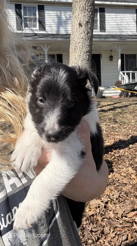 Peter – Shetland Sheepdog puppy for sale in Kirksville, MO