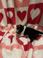 Peter, a male Shetland Sheepdog for sale in Kirksville, MO – Photo 2 of 5