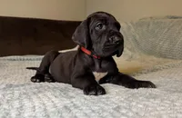 Mabel , a female Great Dane for sale in Waseca, MN – Photo 9 of 9