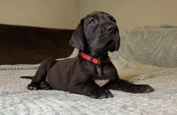 Mabel , a female Great Dane for sale in Waseca, MN – Photo 5 of 9