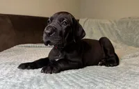 Mabel , a female Great Dane for sale in Waseca, MN – Photo 4 of 9