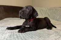 Mabel , a female Great Dane for sale in Waseca, MN – Photo 8 of 9