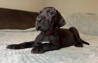 Mabel , a female Great Dane for sale in Waseca, MN – Photo 3 of 9