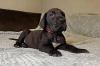 Mabel , a female Great Dane for sale in Waseca, MN – Photo 6 of 9