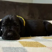 Molly, a female Great Dane for sale in Waseca, MN – Photo 2 of 5