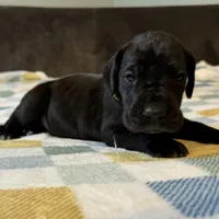 Molly, a female Great Dane for sale in Waseca, MN – Photo 5 of 5