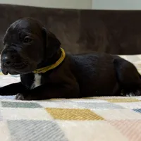 Molly, a female Great Dane for sale in Waseca, MN – Photo 1 of 5