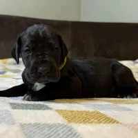 Molly, a female Great Dane for sale in Waseca, MN – Photo 4 of 5