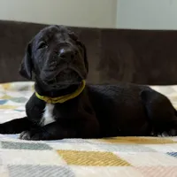 Molly, a female Great Dane for sale in Waseca, MN – Photo 3 of 5