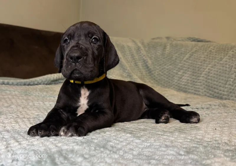Molly – Great Dane puppy for sale in Waseca, MN