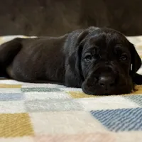 McCoy , a male Great Dane for sale in Waseca, MN – Photo 4 of 6