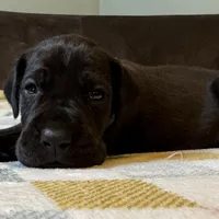 McCoy , a male Great Dane for sale in Waseca, MN – Photo 1 of 6