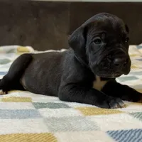 McCoy , a male Great Dane for sale in Waseca, MN – Photo 6 of 6