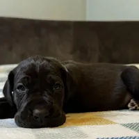 McCoy , a male Great Dane for sale in Waseca, MN – Photo 5 of 6