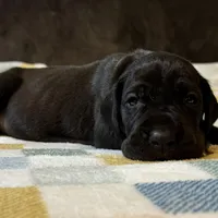 McCoy , a male Great Dane for sale in Waseca, MN – Photo 3 of 6