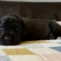 McCoy , a male Great Dane for sale in Waseca, MN – Photo 2 of 6