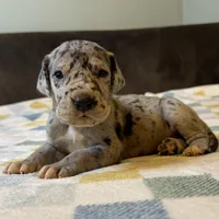 Merida , a female Great Dane for sale in Waseca, MN – Photo 6 of 7