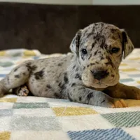 Merida , a female Great Dane for sale in Waseca, MN – Photo 4 of 7