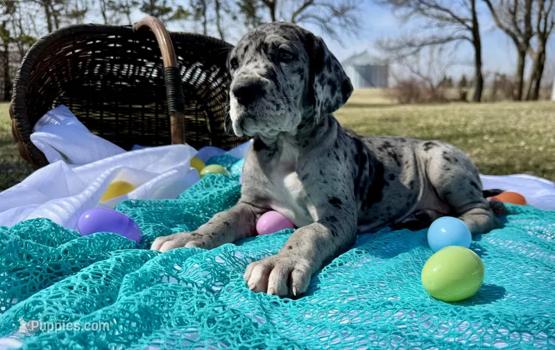 Merida  – Great Dane puppy for sale in Waseca, MN