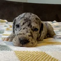 Merida , a female Great Dane for sale in Waseca, MN – Photo 1 of 7