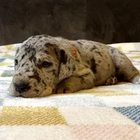 Merida , a female Great Dane for sale in Waseca, MN – Photo 2 of 7