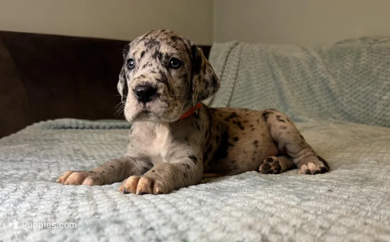 Merida  – Great Dane puppy for sale in Waseca, MN