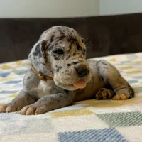 Merida , a female Great Dane for sale in Waseca, MN – Photo 5 of 7