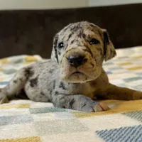 Merida , a female Great Dane for sale in Waseca, MN – Photo 3 of 7