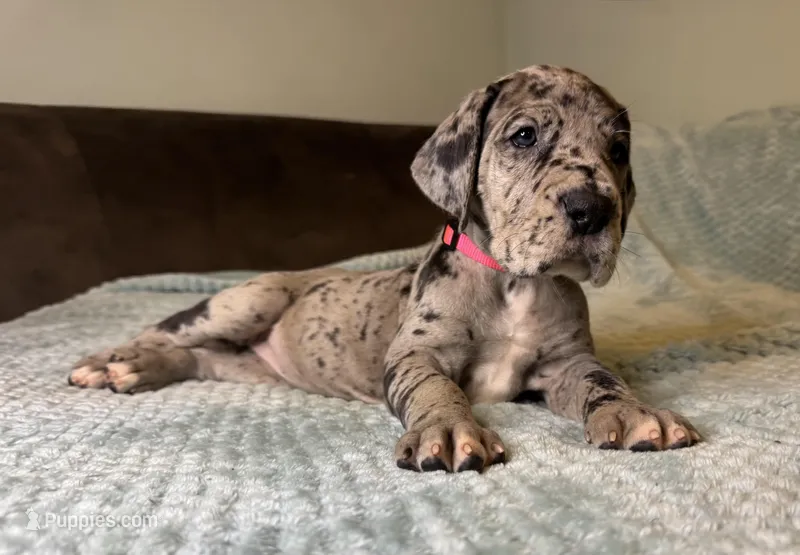 Magnolia  – Great Dane puppy for sale in Waseca, MN