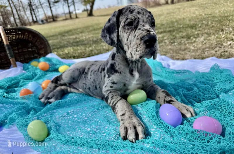 Magnolia  – Great Dane puppy for sale in Waseca, MN