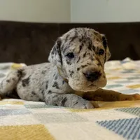 Merida , a female Great Dane for sale in Waseca, MN – Photo 7 of 7