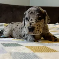 Magnolia , a female Great Dane for sale in Waseca, MN – Photo 2 of 5