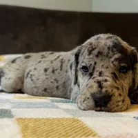 Magnolia , a female Great Dane for sale in Waseca, MN – Photo 4 of 5