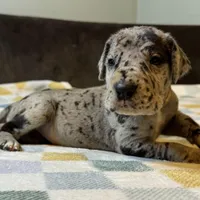 Magnolia , a female Great Dane for sale in Waseca, MN – Photo 5 of 5