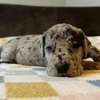Magnolia , a female Great Dane for sale in Waseca, MN – Photo 3 of 5