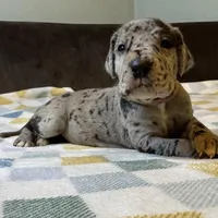 Magnolia , a female Great Dane for sale in Waseca, MN – Photo 1 of 5