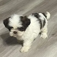 Fancy, a female Shih Tzu for sale in Lakeland, FL – Photo 3 of 3