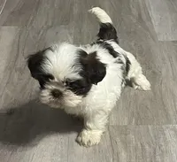 Fancy, a female Shih Tzu for sale in Lakeland, FL – Photo 1 of 3