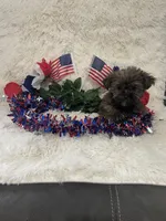 Smoky, a male Yorkshire Terrier for sale in Lakeland, FL – 3 of 3