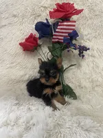 Tinker bell , a female Yorkshire Terrier for sale in Lakeland, FL – 1 of 3