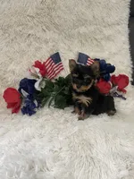 Precious , a female Yorkshire Terrier for sale in Lakeland, FL – 3 of 3