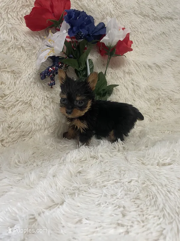 Tinker bell  – Yorkshire Terrier puppy for sale in Lakeland, FL