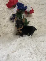 Tinker bell , a female Yorkshire Terrier for sale in Lakeland, FL – 3 of 3