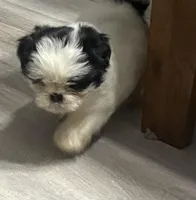 Rider, a male Shih Tzu for sale in Lakeland, FL – Photo 3 of 3