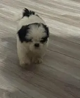 Rider, a male Shih Tzu for sale in Lakeland, FL – Photo 2 of 3