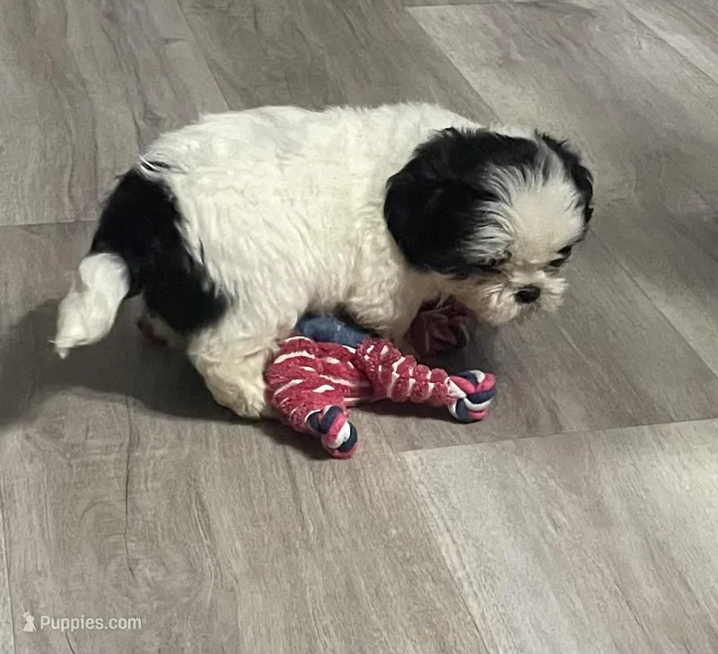 Rider – Shih Tzu puppy for sale in Lakeland, FL