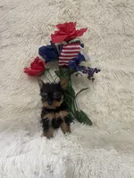Tinker bell , a female Yorkshire Terrier for sale in Lakeland, FL – 2 of 3