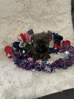 Smoky, a male Yorkshire Terrier for sale in Lakeland, FL – 1 of 3