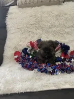 Smoky, a male Yorkshire Terrier for sale in Lakeland, FL – 2 of 3