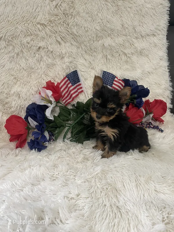 Precious  – Yorkshire Terrier puppy for sale in Lakeland, FL